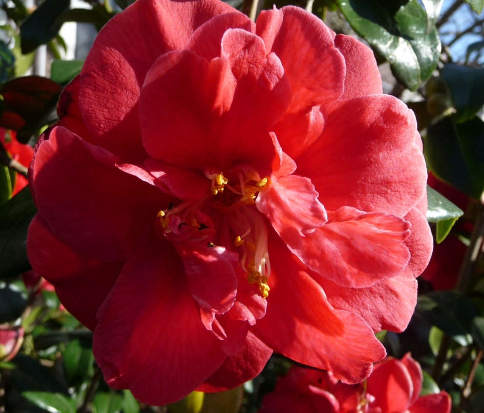 Camelia - Planten - 