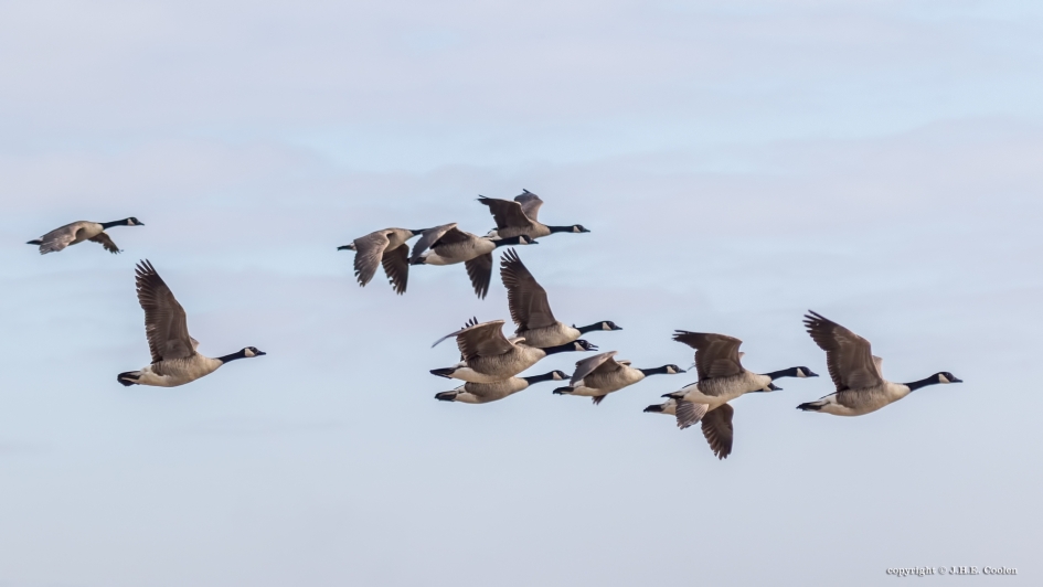 Canadese vlucht. - Vogels - Canadese gans