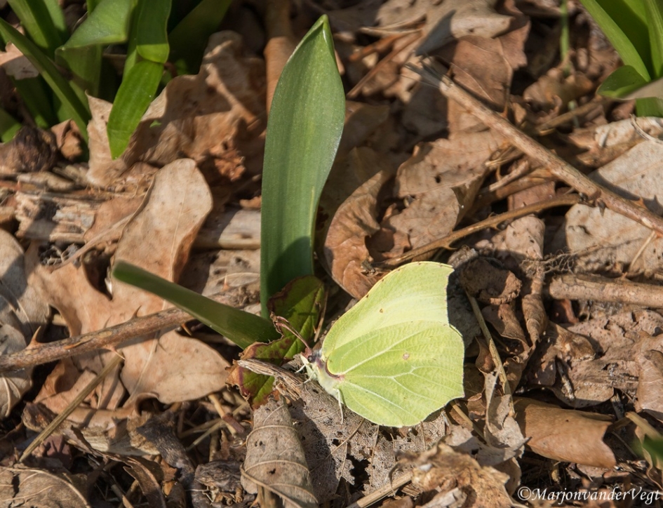 Citroentje - Geleedpotigen - Citroenvlinder