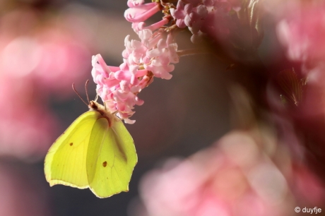 citroentje met suiker