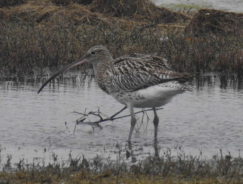 Close up van een wulp - Vogels - Wulp