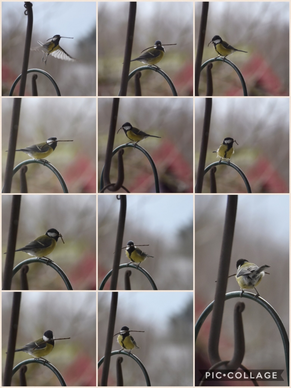 Collage van het koolmeesje - Vogels - 
