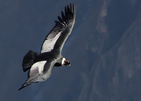 Condor drijvend op de thermiek bij opkomende zon