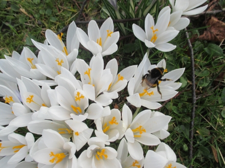 Crocussen hommel en bij