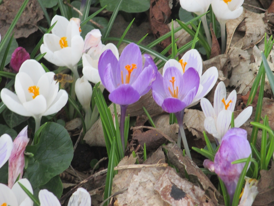 Crocussen hommel en bij - Planten - 