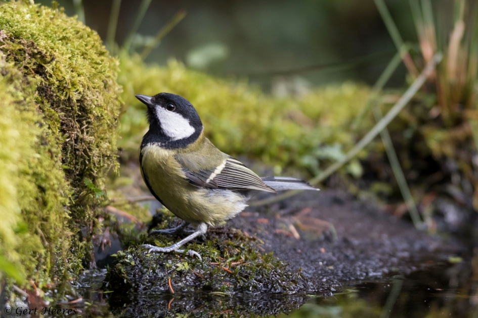 Dat is hoog - Vogels - Koolmees