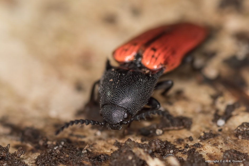 De bloedrode kniptor - Geleedpotigen - De bloedrode kniptor