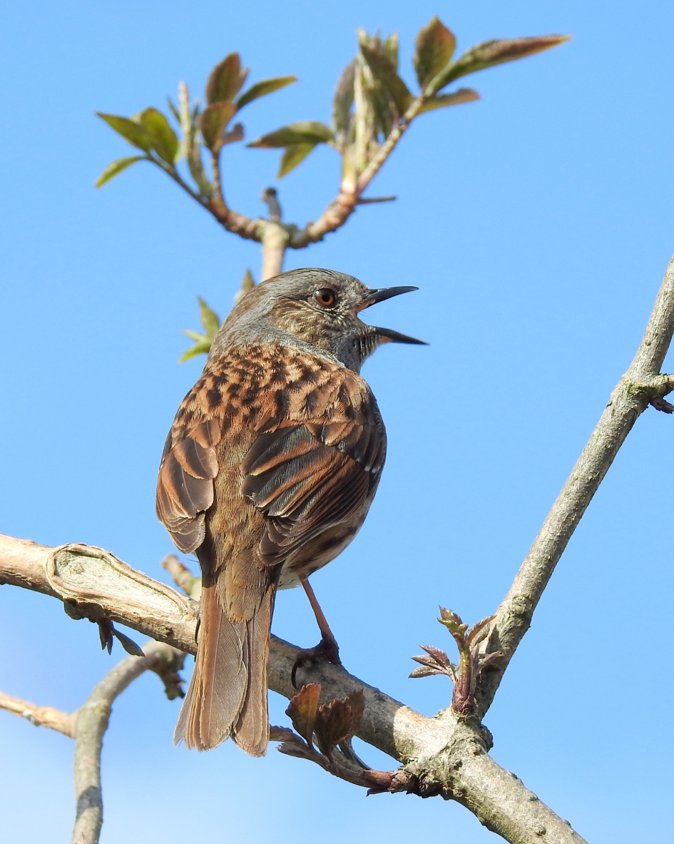 De lente is aan! - Vogels - Heggemus