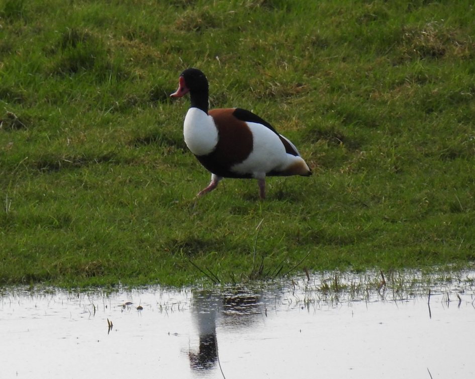Deftige stapper. - Vogels - Bergeend
