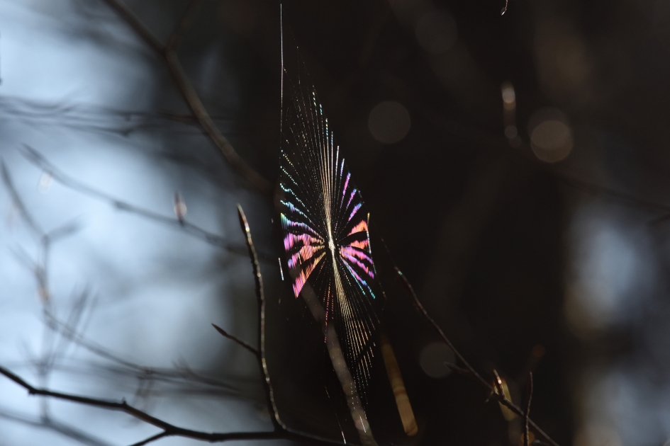 Discospinnenweb - Geleedpotigen - Spinnenweb