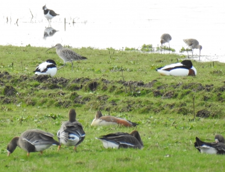 Divers leven in retentiegebied Ottershagen bij Tilligte