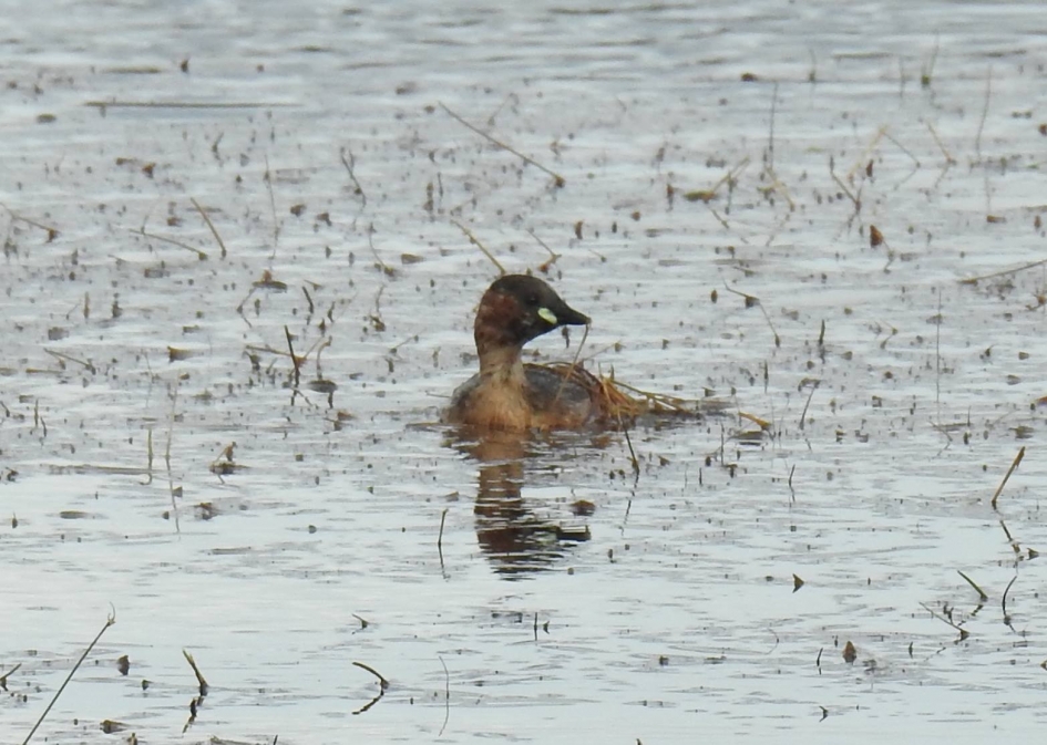 Dodaars in zomerkleed - Vogels - Dodaars