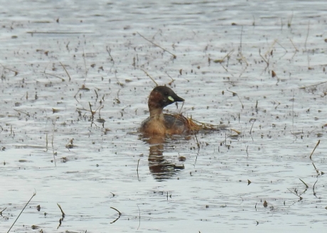 Dodaars in zomerkleed
