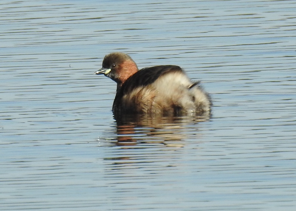 Dodaars in zomerkleed - Vogels - Dodaars