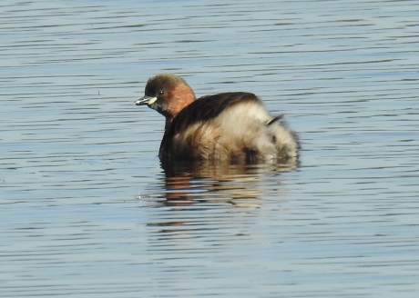 Dodaars in zomerkleed