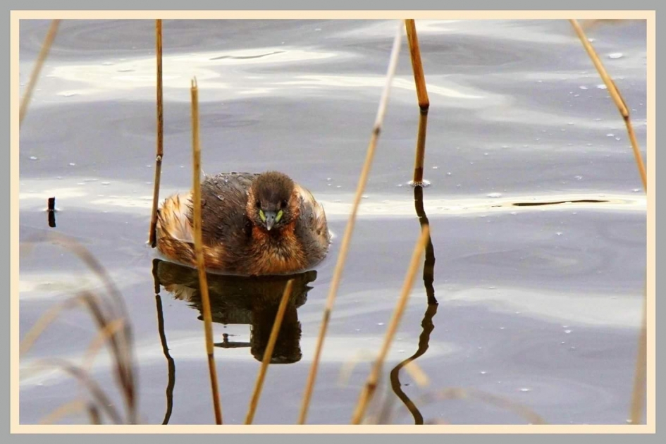 Dodaas - Vogels - Dodaars