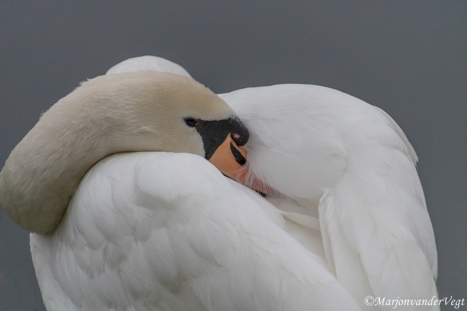 Donzige dame - Vogels - zwaan