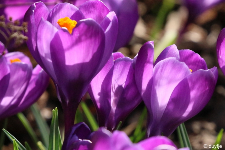 doorzichtig - Planten - Krokus