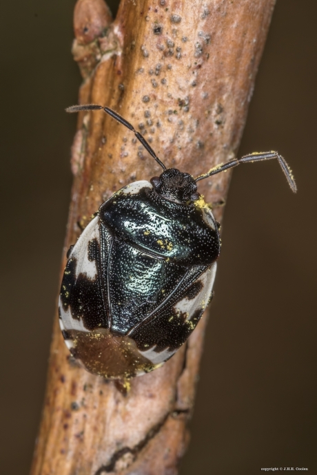 Dovenneteldoornwants