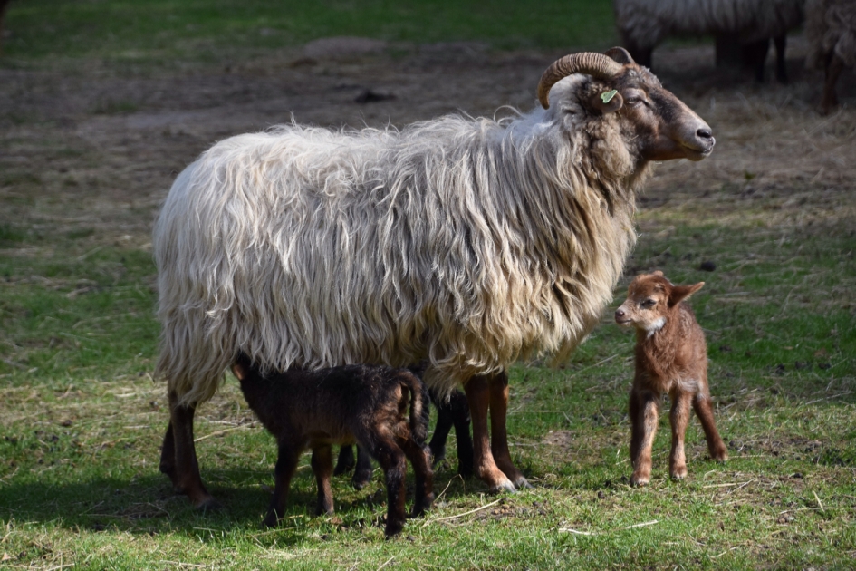 Drents heideschaap met drieling - Zoogdieren - 