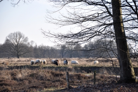 Drents heideschapen