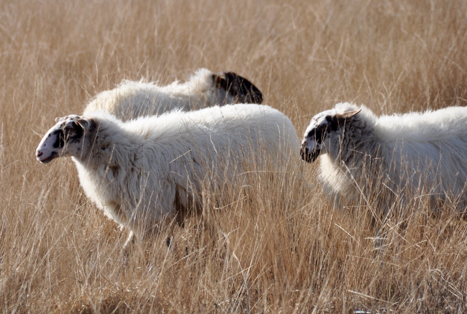 Drentse heideschapen - Zoogdieren - 