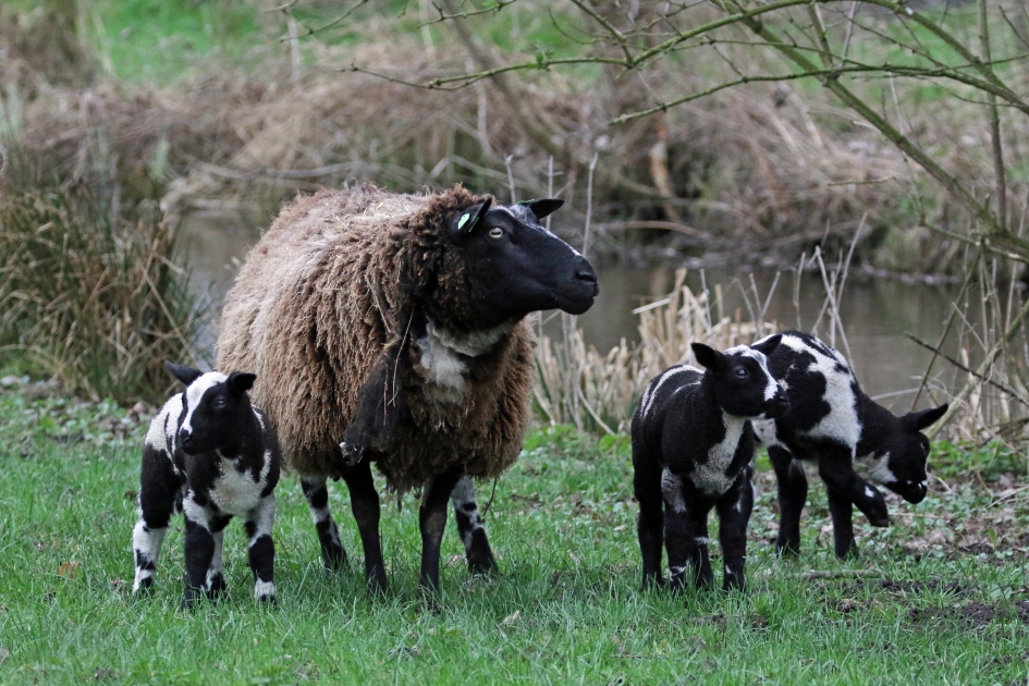 Drieling (1) - Zoogdieren - 
