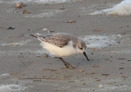 Drieteen strandloper