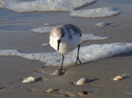 Drieteen strandloper