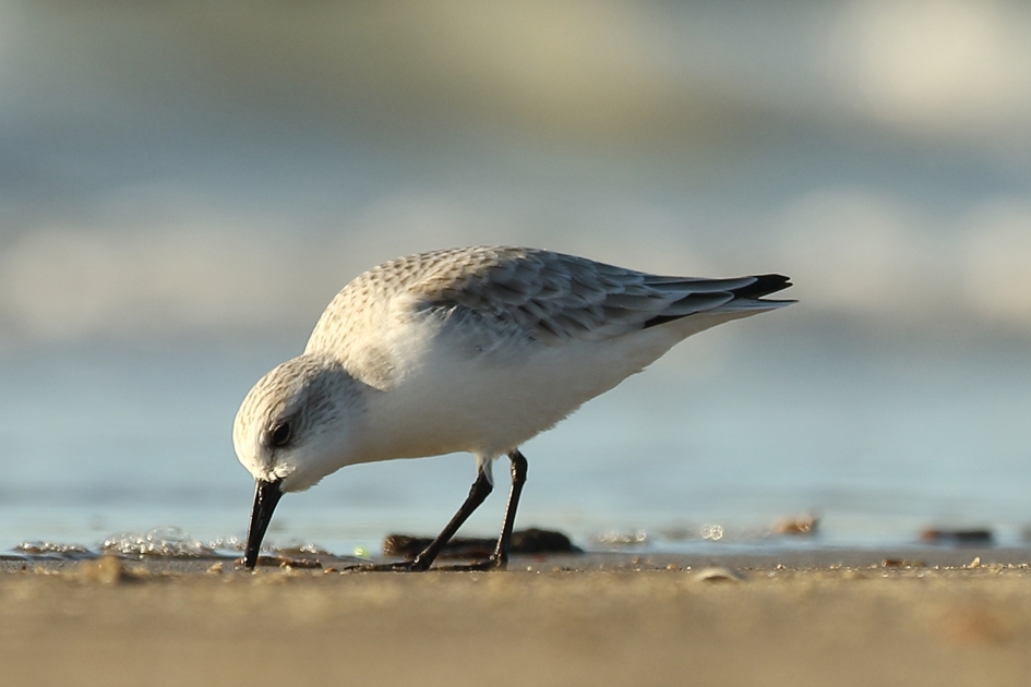 drieteenstrandloper - Vogels - 