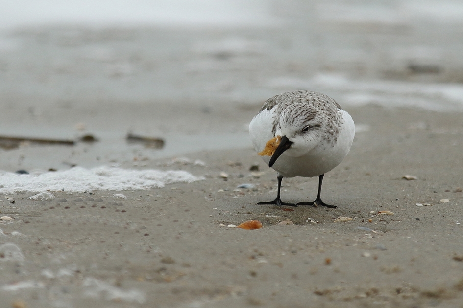 drieteenstrandloper - Vogels - 
