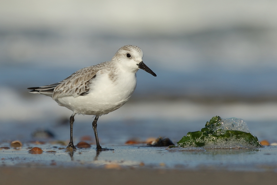 drieteenstrandloper - Vogels - 