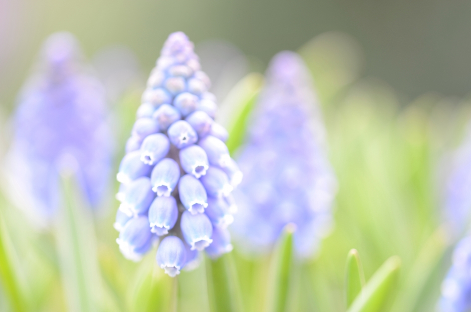 Druifjes in pastel - Planten - Blauw druifje