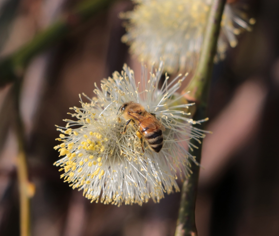 Drukke bij op wilgenkatjes - Geleedpotigen - 