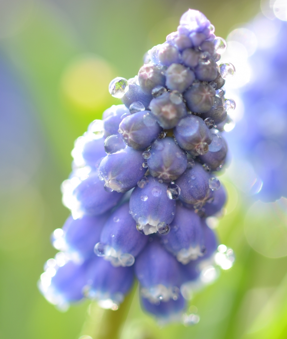 Druppels - Planten - Blauwe druif