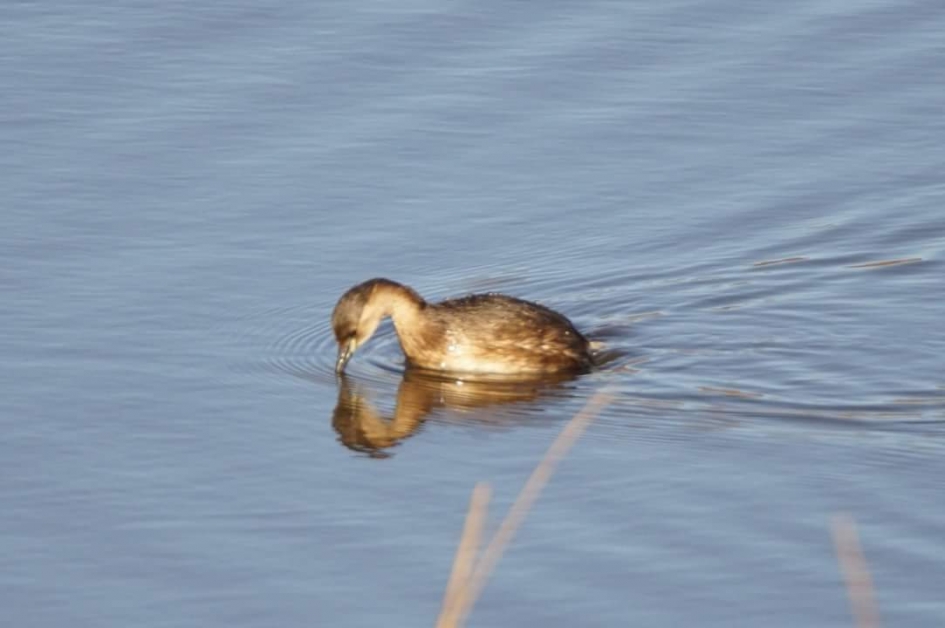 Duiker - Vogels - Dodaars