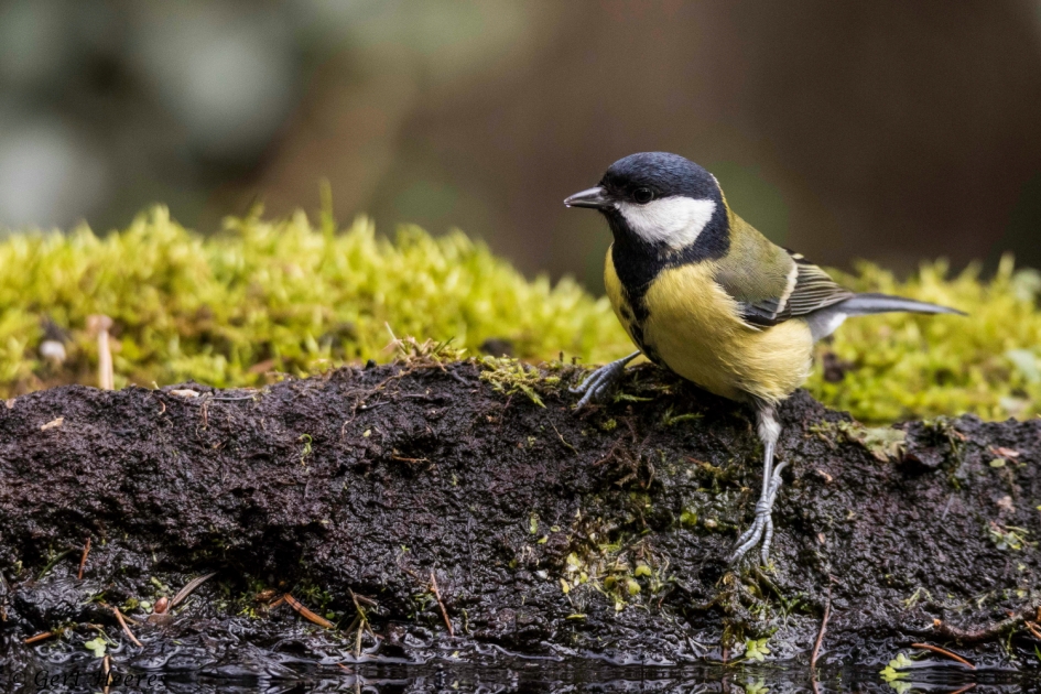 Durf ik het? - Vogels - Koolmees