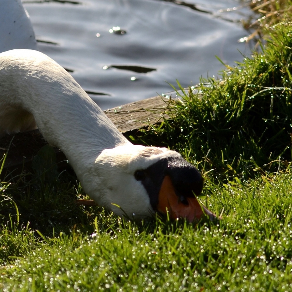 Eat grass - Vogels - Knobbelzwaan