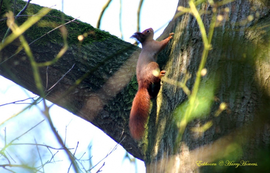 Eekhoorn - Zoogdieren - Eekhoorn