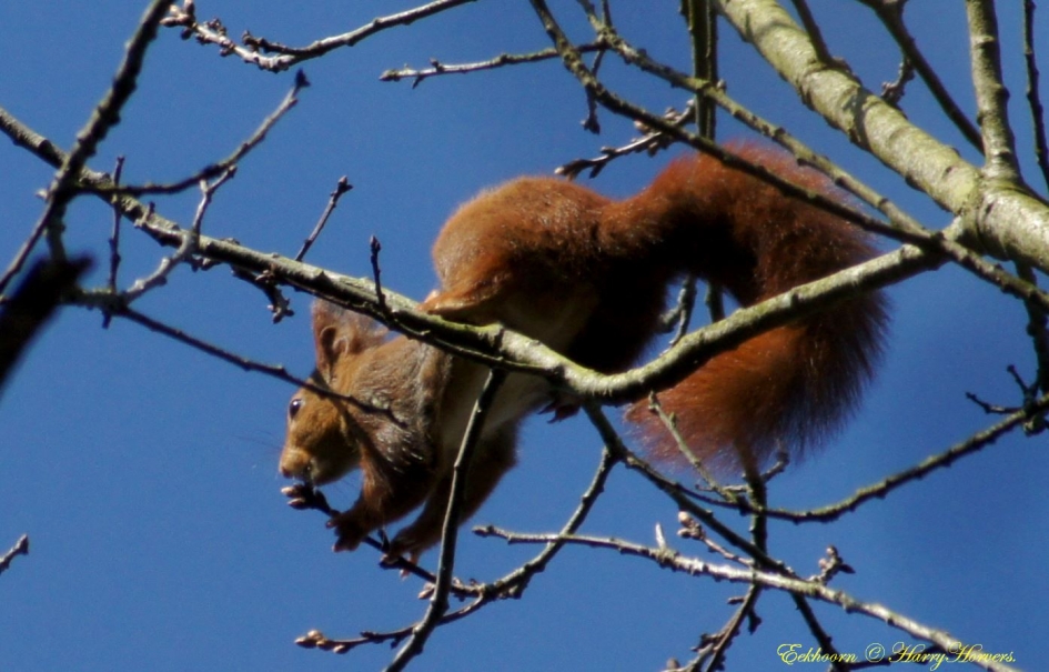Eekhoorn - Zoogdieren - Eekhoorn