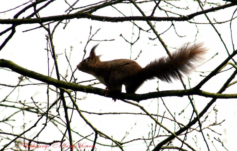 Eekhoorntje - Zoogdieren - 