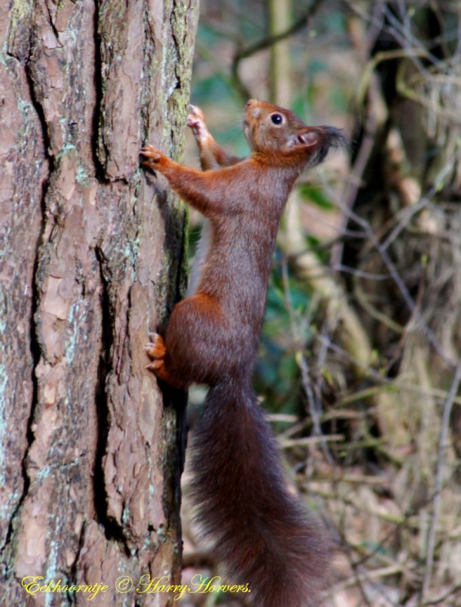 eekhoorntje - Zoogdieren - eekhoorntje
