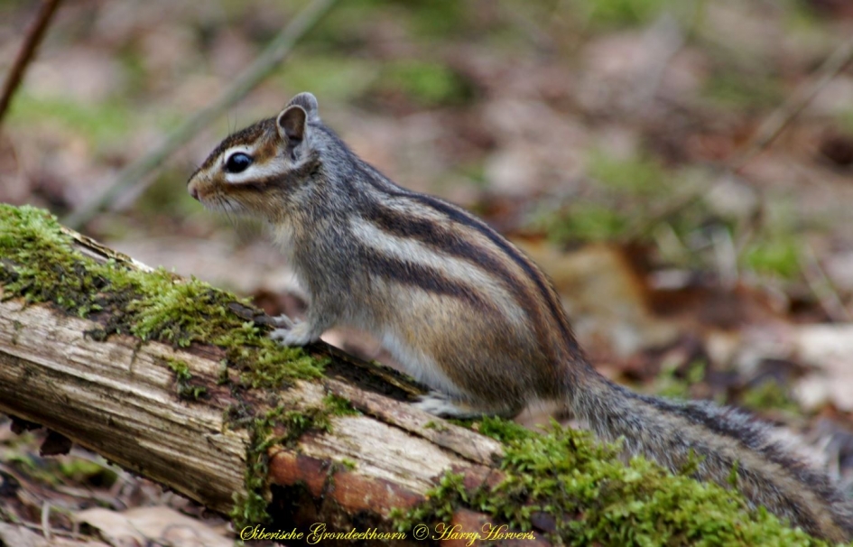 Eekhoorntje - Zoogdieren - 