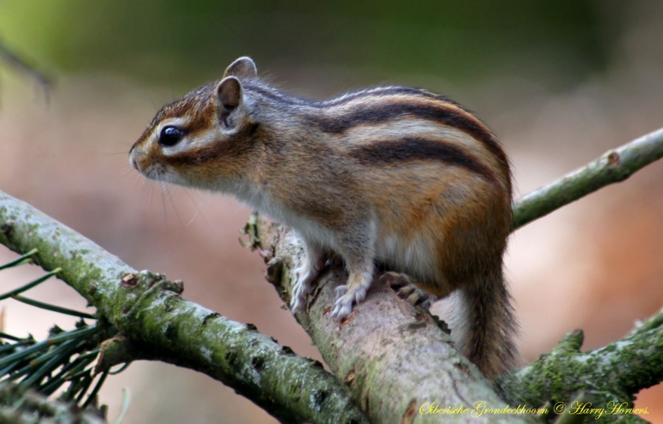 Eekhoorntje - Zoogdieren - eekhoorn