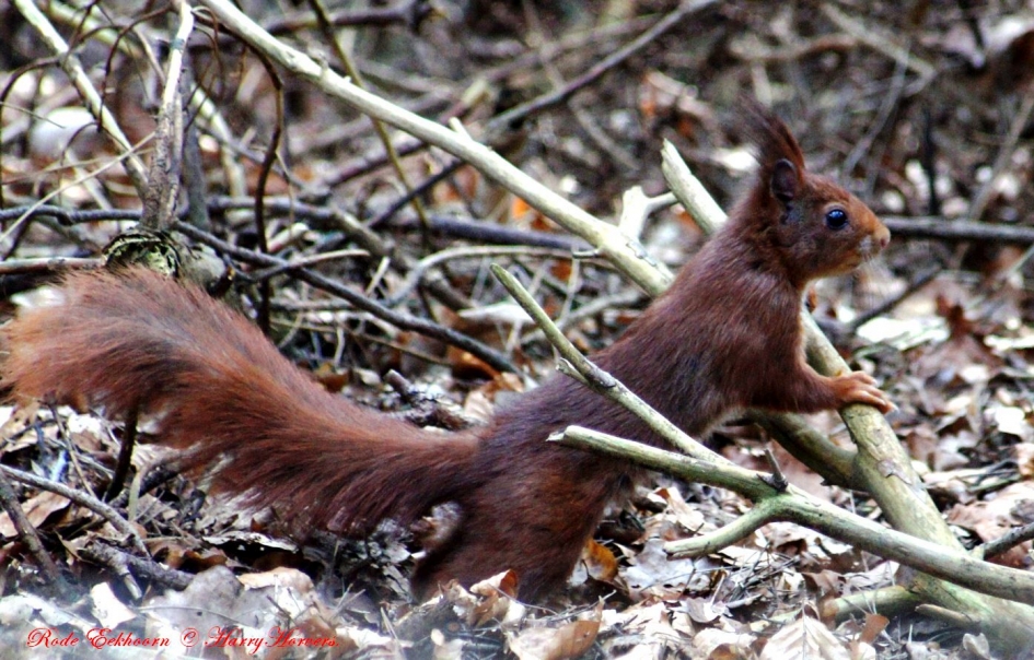 Eekhoorntje - Zoogdieren - Eekhoorntje