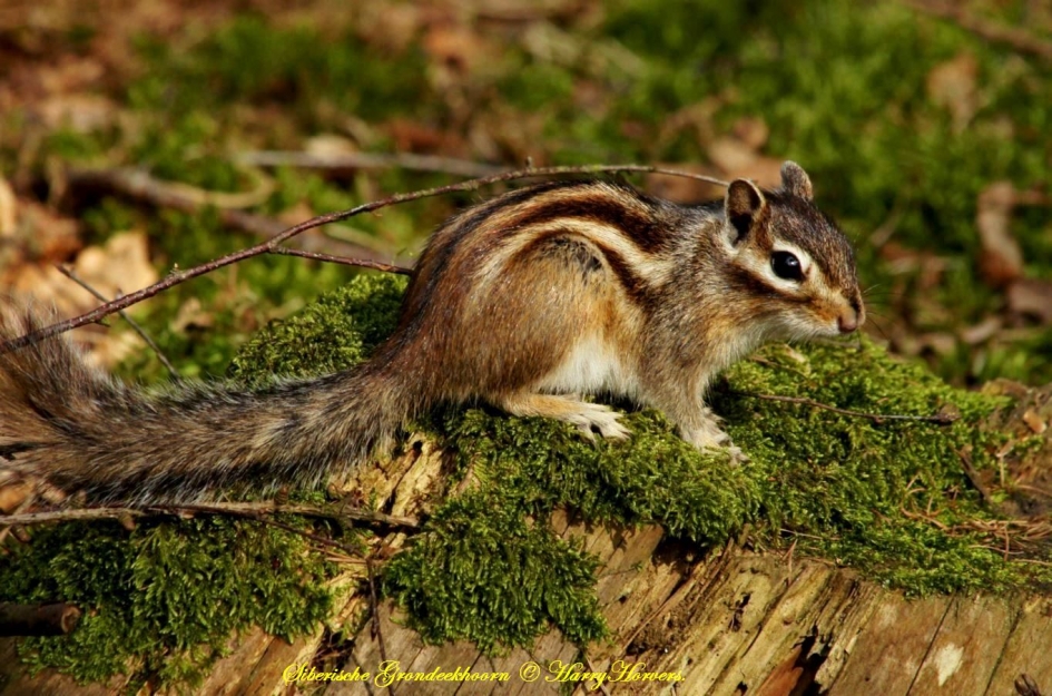 Eekhoorntje - Zoogdieren - Eekhoorntje