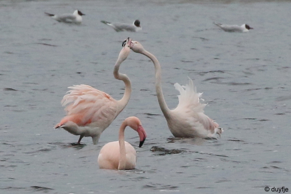 een beetje verliefd - Vogels - Flamingo