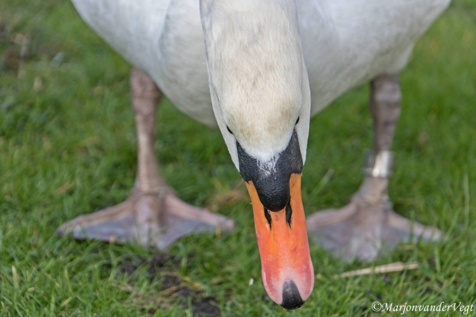 Een buiging - Vogels - zwaan