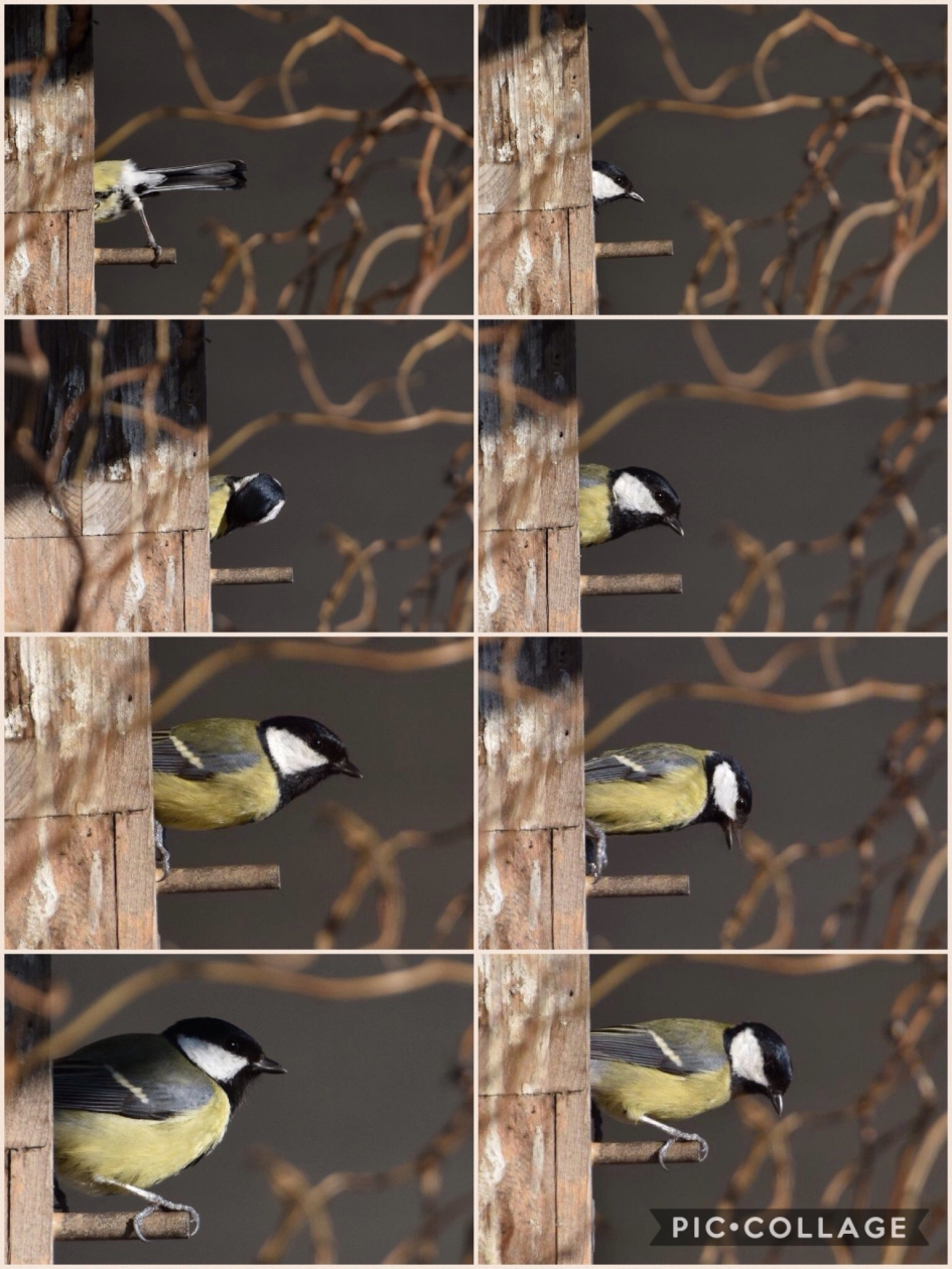 Een uurtje volgen - Vogels - 