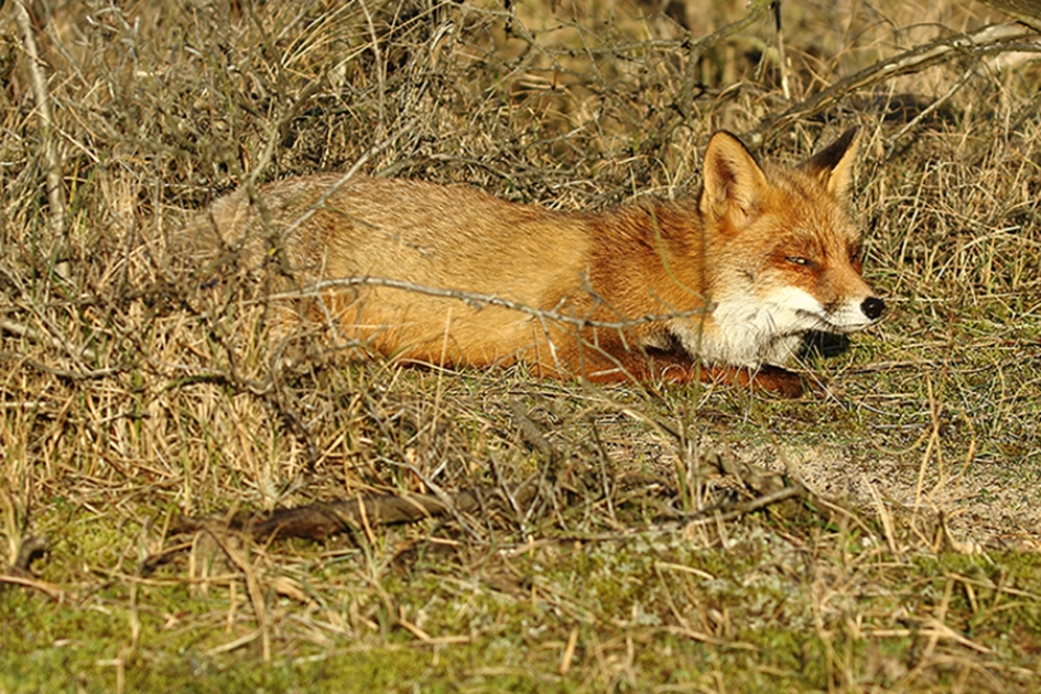 een vermoeiend weekje - Vogels - 